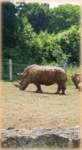 A rhino at the local zoo that the people we support visited