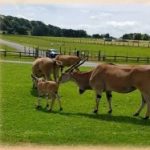 A day trip to the zoo with the residents of Troed y Bryn care service